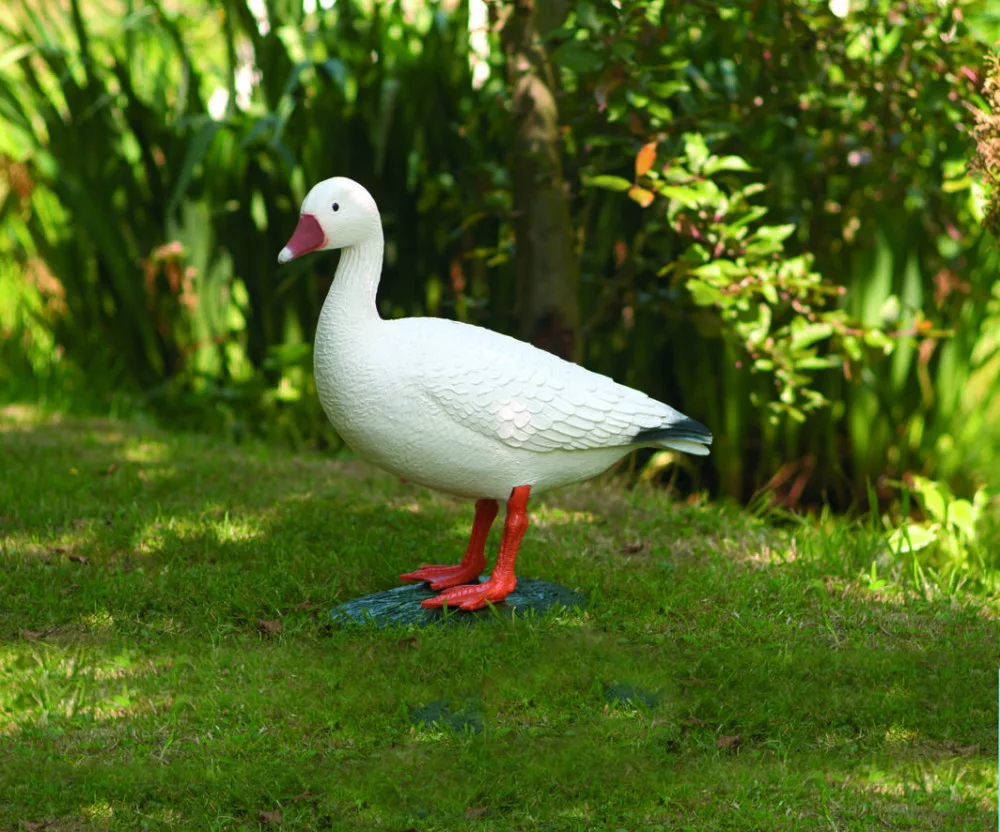 koi-kert20261020184821124818
