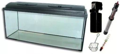 koi-kert20261020193246136233